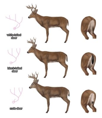 how to sketch a deer: How does the process of sketching differ between professional artists and beginners?