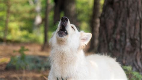 Why Do Dogs Howl at Music: A Multi-perspective Analysis